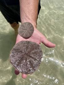 A close-up of a person holding two sand dollars in shallow water, showcasing a unique marine encounter perfect for beachcombing enthusiasts.