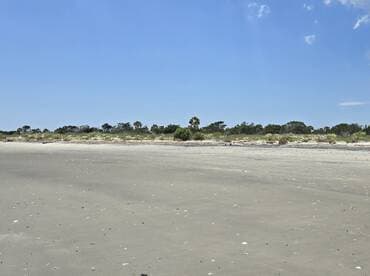 A wide shot of a beach landscape with sparse vegetation and a clear blue sky, but lacks distinct features or subjects.