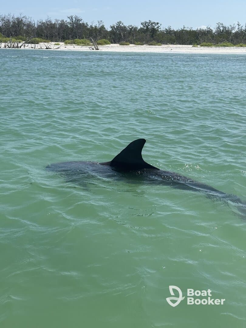 A dolphin gracefully swims in clear waters, showcasing the beauty of marine wildlife in its natural habitat.