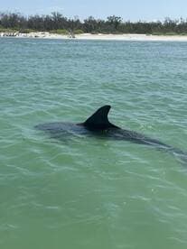 A dolphin gracefully swims in clear waters, showcasing the beauty of marine wildlife in its natural habitat.