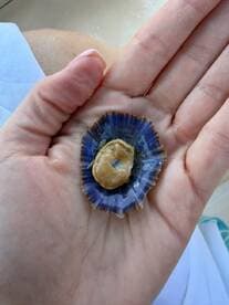 A close-up view of a scallop held in hand, showcasing the intricate details of this marine creature — a fascinating find during a boating adventure.