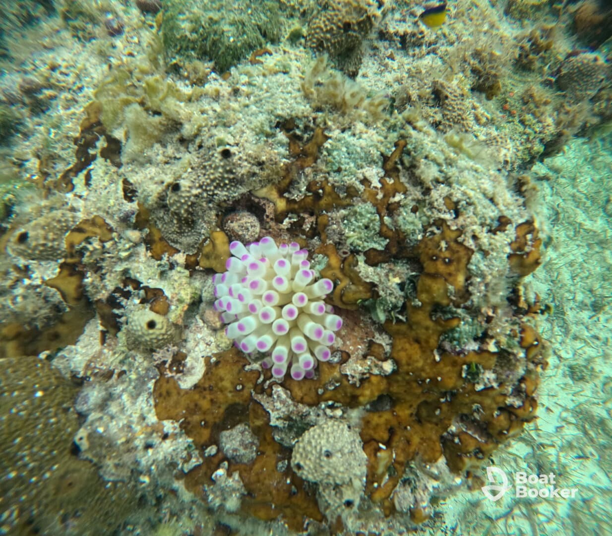 A vibrant close-up of coral underwater, showcasing the intricate details and colors of marine life — a stunning glimpse into the underwater ecosystem.