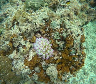 A vibrant close-up of coral underwater, showcasing the intricate details and colors of marine life — a stunning glimpse into the underwater ecosystem.