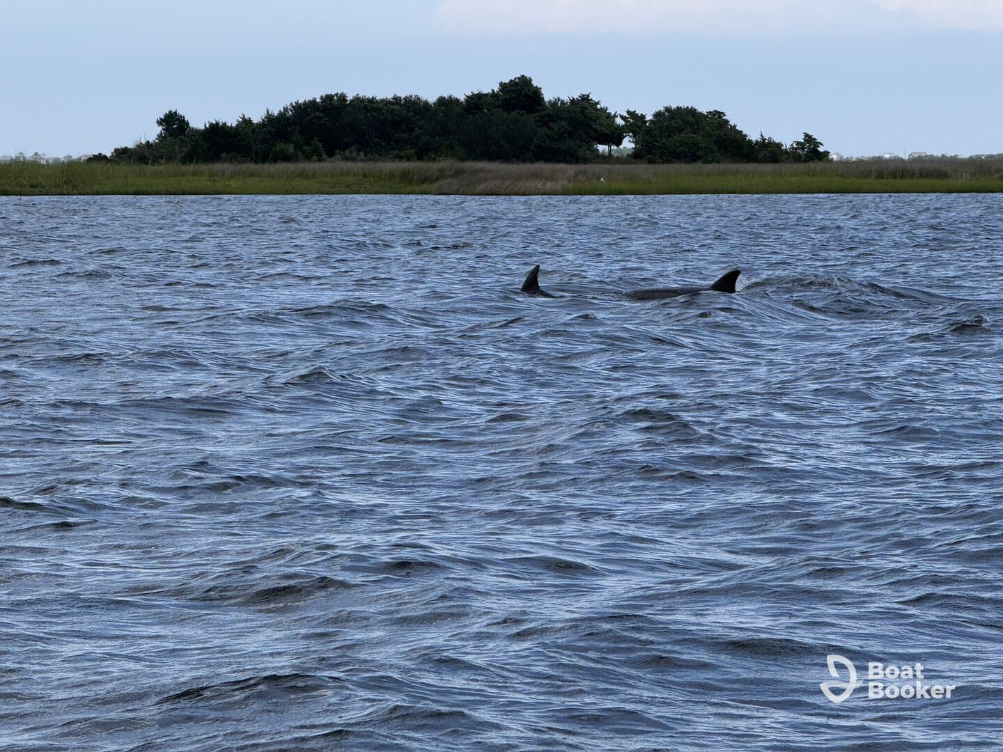 A serene view of dolphins swimming in calm waters, showcasing the beauty of marine wildlife in their natural habitat.