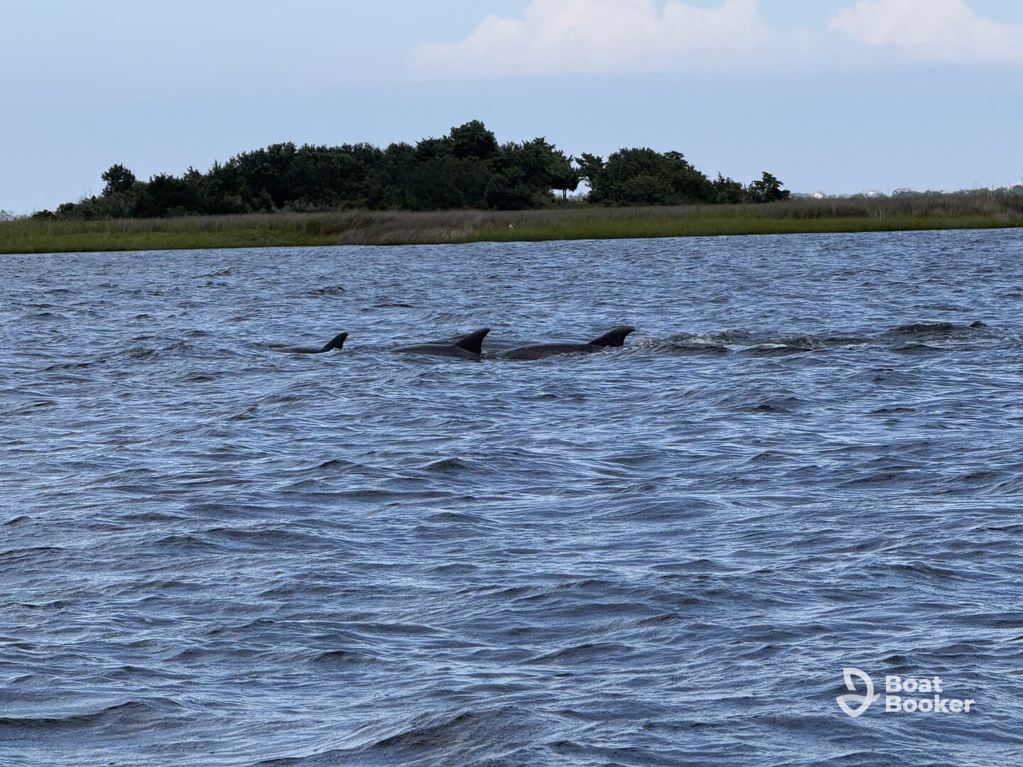 A pod of dolphins swims gracefully in the water, showcasing the beauty of marine wildlife in their natural habitat.