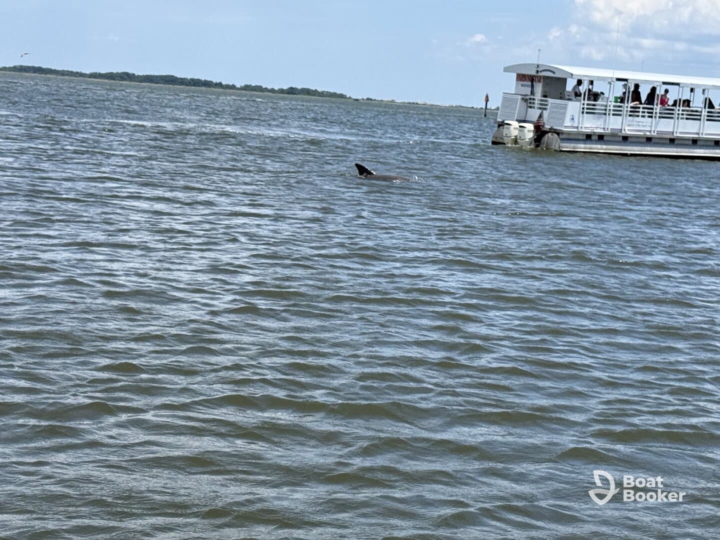 A dolphin is spotted swimming near a tour boat, showcasing the vibrant marine life in the area — a thrilling experience for wildlife enthusiasts.