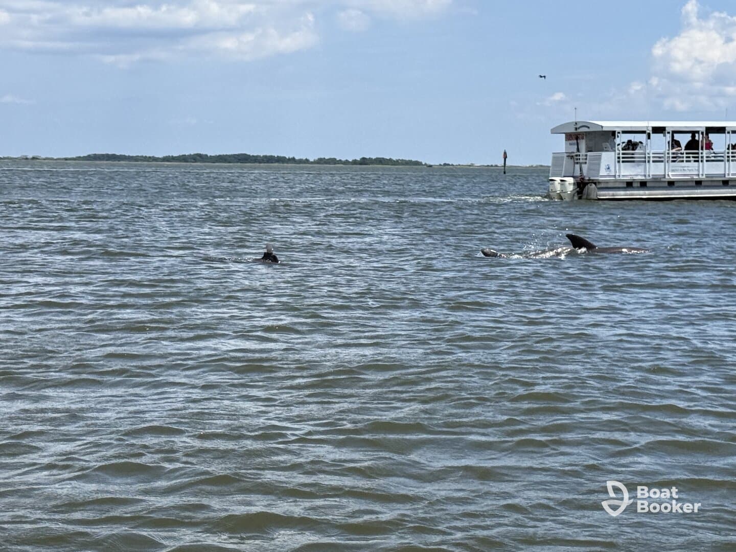 Dolphins swim gracefully near a boat, showcasing the beauty of marine wildlife encounters in their natural habitat.