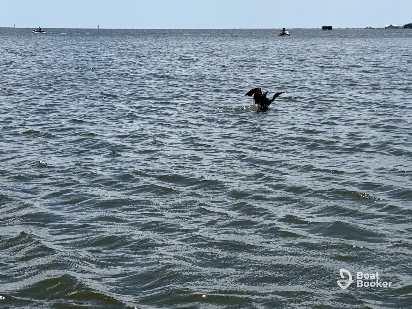 A bird is seen swimming in the water with boats in the background, showcasing a lively wildlife scene on the water.