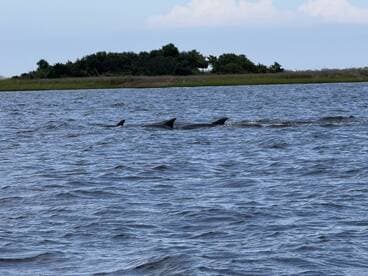 A pod of dolphins swims gracefully in the water, showcasing the beauty of marine wildlife in their natural habitat.