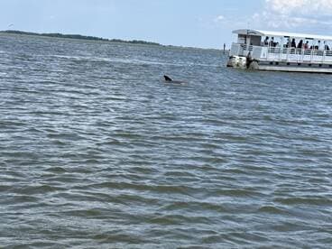 A dolphin is spotted swimming near a tour boat, showcasing the vibrant marine life in the area — a thrilling experience for wildlife enthusiasts.