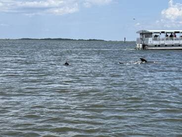 Dolphins swim gracefully near a boat, showcasing the beauty of marine wildlife encounters in their natural habitat.