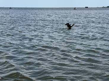 A bird is seen swimming in the water with boats in the background, showcasing a lively wildlife scene on the water.