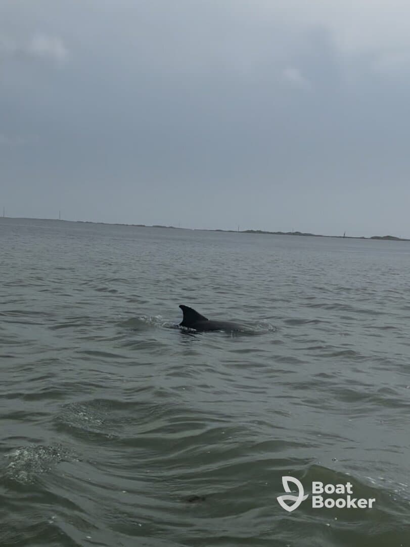A dolphin gracefully swims through the waters, showcasing the beauty of marine wildlife in its natural habitat.