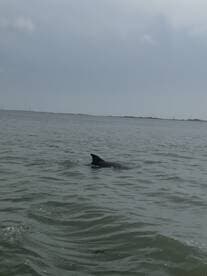 A dolphin gracefully swims through the waters, showcasing the beauty of marine wildlife in its natural habitat.