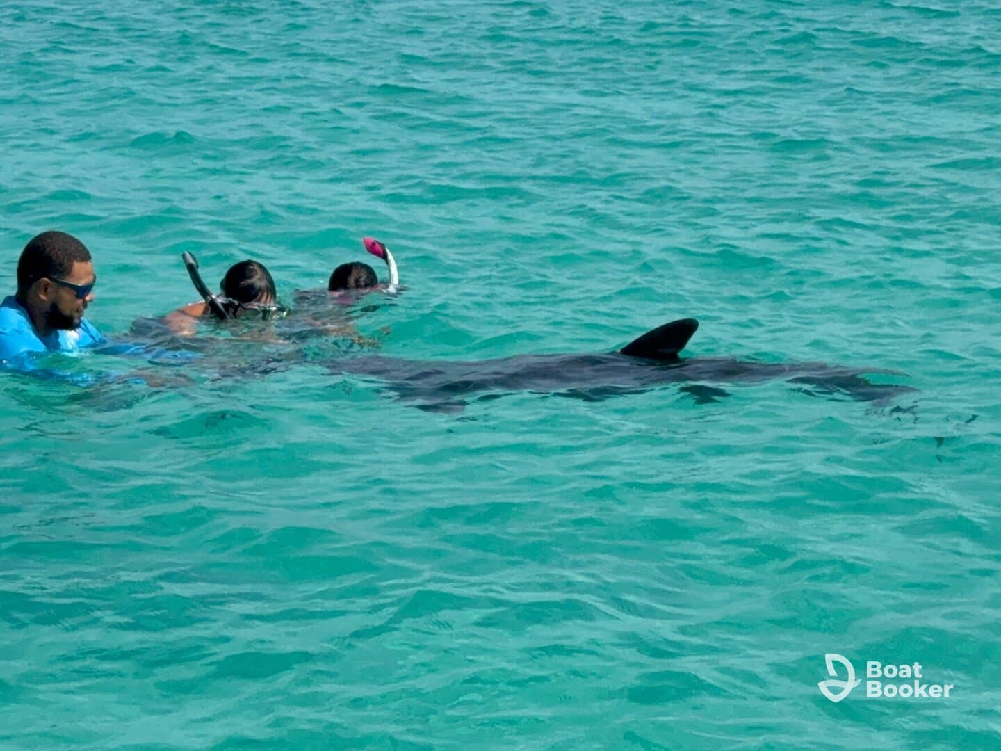 Snorkelers interact with a dolphin in crystal-clear waters, showcasing an unforgettable wildlife experience in the ocean.