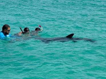 Snorkelers interact with a dolphin in crystal-clear waters, showcasing an unforgettable wildlife experience in the ocean.