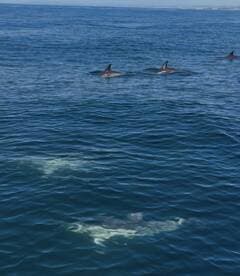 A captivating view of dolphins swimming gracefully in the ocean, showcasing the beauty of marine wildlife in their natural habitat.