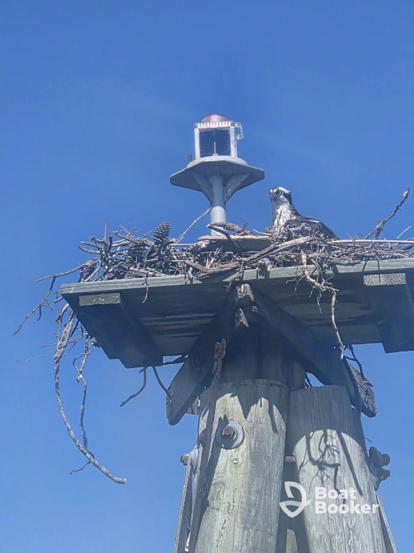 An osprey perched on its nest atop a wooden pole, showcasing the beauty of wildlife in its natural habitat against a clear blue sky.