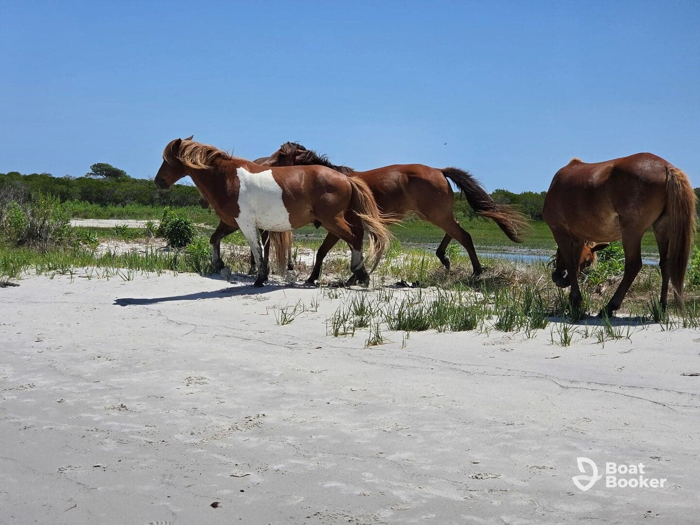 A group of wild horses strolls along the beach, showcasing the beauty of nature and wildlife in a serene coastal setting.
