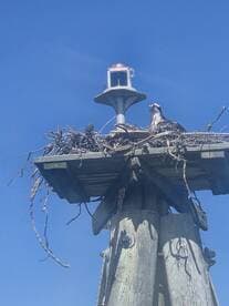 An osprey perched on its nest atop a wooden pole, showcasing the beauty of wildlife in its natural habitat against a clear blue sky.