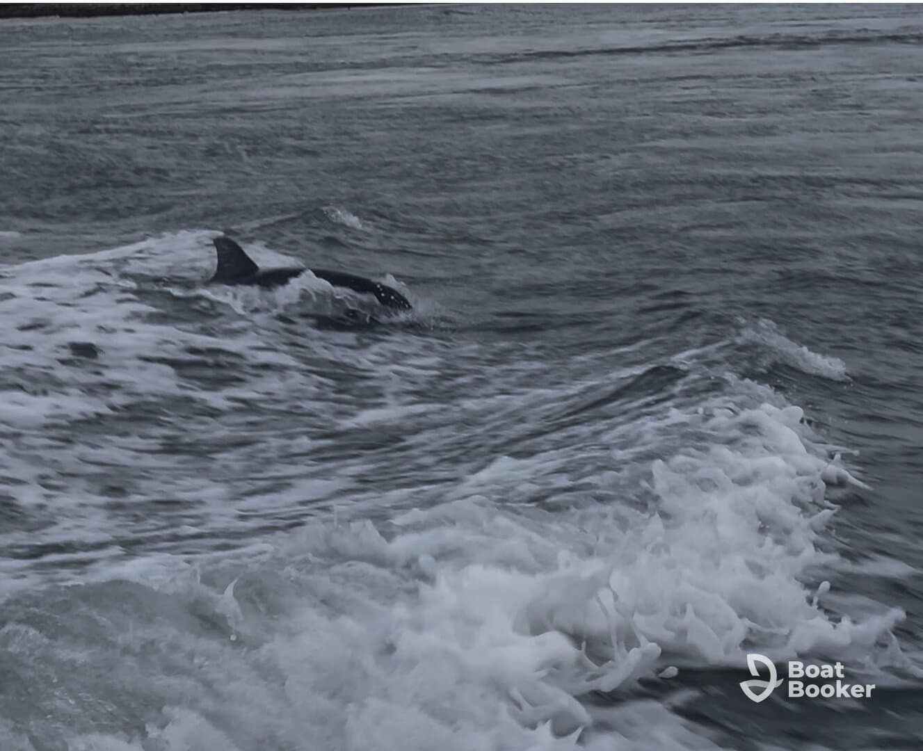 A dolphin gracefully swims through the waves, showcasing the beauty of marine wildlife in its natural habitat.