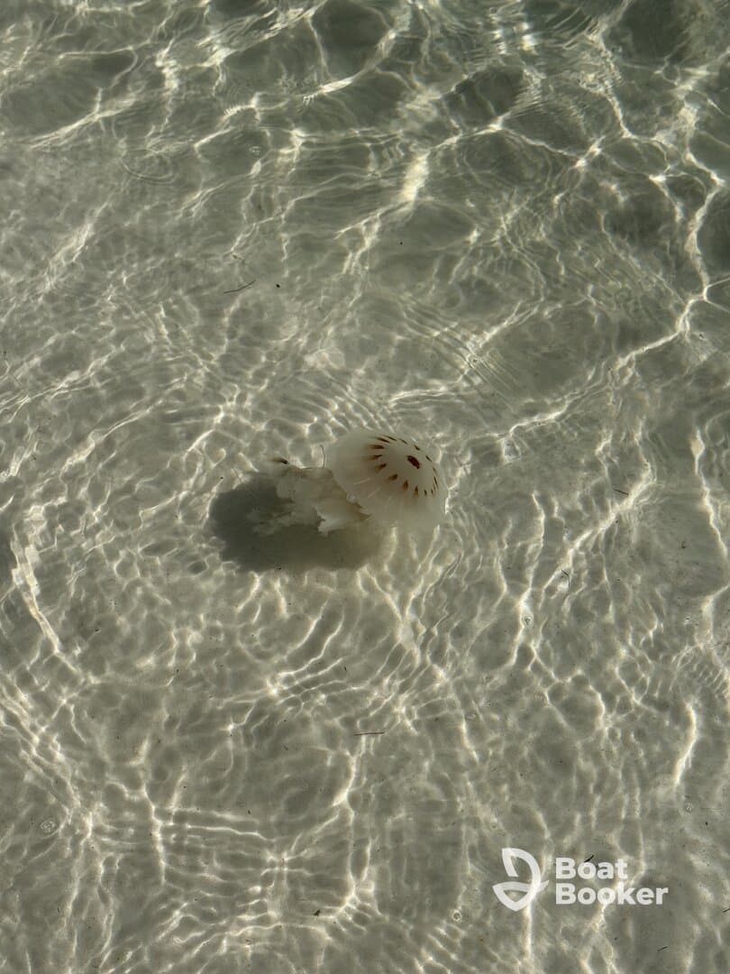A close-up view of a jellyfish gracefully floating in clear waters, showcasing the beauty of marine wildlife.