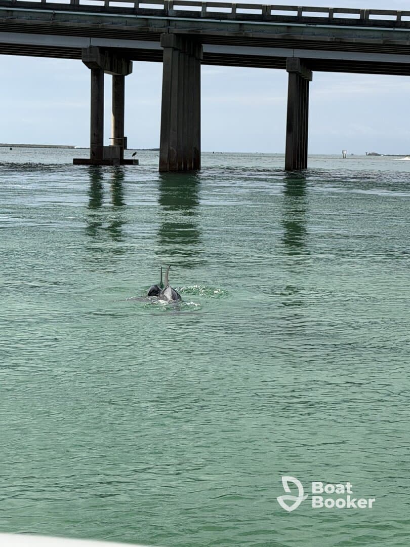 Two dolphins swim gracefully beneath a bridge, showcasing the beauty of marine wildlife in their natural habitat.