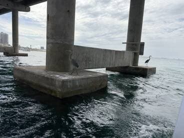 A serene scene featuring herons standing near a pier, showcasing the beauty of wildlife in coastal environments.