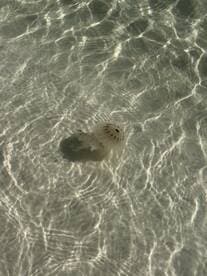 A close-up view of a jellyfish gracefully floating in clear waters, showcasing the beauty of marine wildlife.