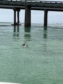 Two dolphins swim gracefully beneath a bridge, showcasing the beauty of marine wildlife in their natural habitat.