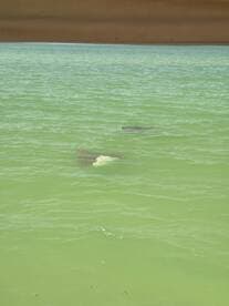A serene view of stingrays swimming gracefully in clear waters, showcasing the beauty of marine wildlife encounters.