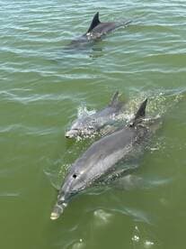 A captivating close-up of dolphins swimming gracefully in the water, showcasing the beauty of marine wildlife.