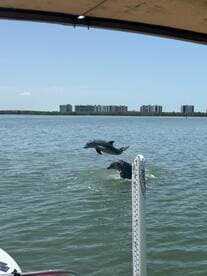 Two dolphins leap joyfully out of the water, showcasing their playful nature in a beautiful aquatic setting.