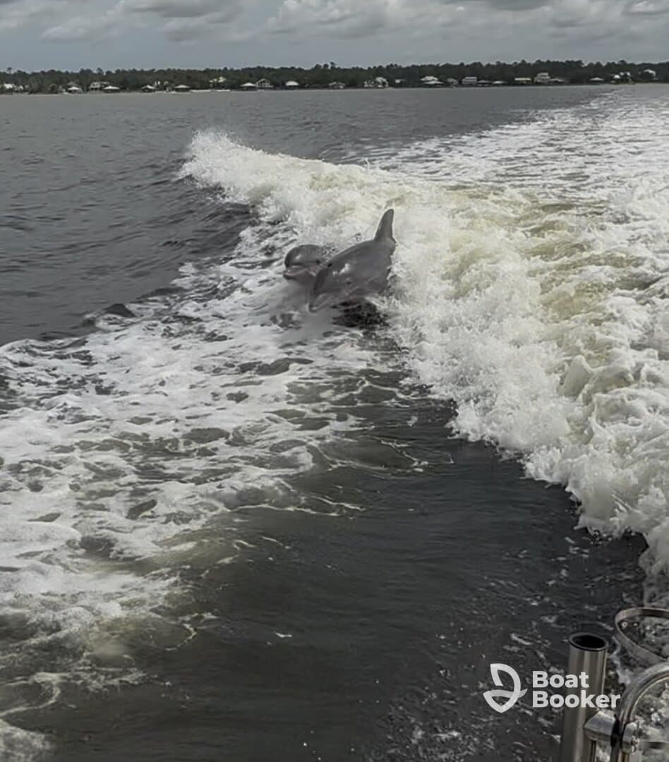 Two dolphins playfully swim alongside a boat, creating a captivating wildlife moment on the water.