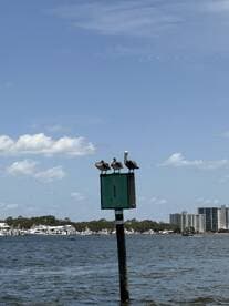 Three pelicans perched on a marker in the water, showcasing the local wildlife in a serene coastal setting.