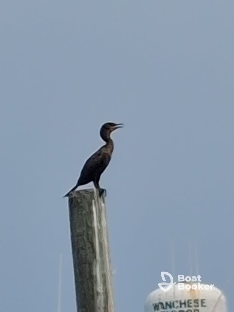 A solitary bird perched on a wooden post, showcasing the beauty of wildlife in its natural habitat.
