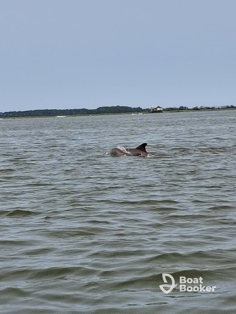 A dolphin gracefully swims through the water, showcasing the beauty of marine wildlife in its natural habitat.