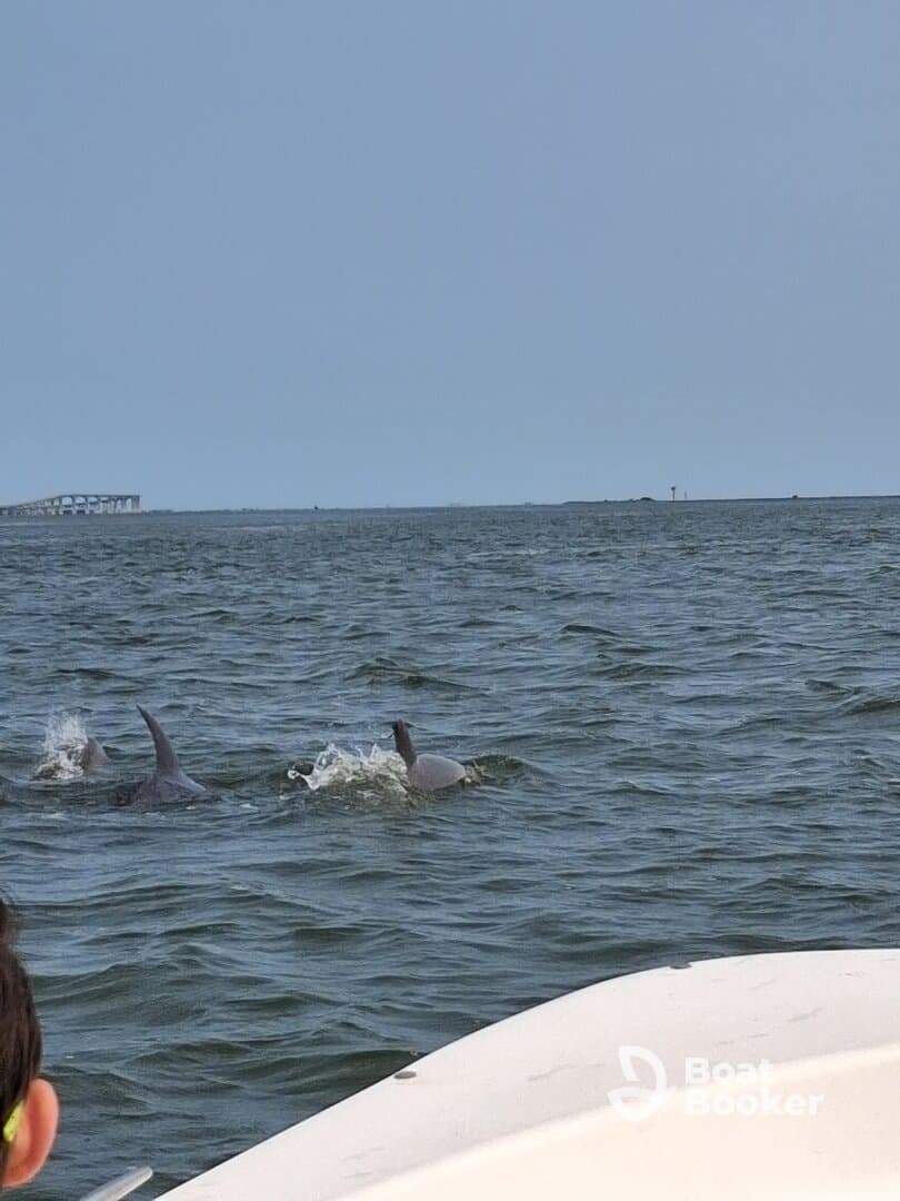 A child observes dolphins swimming nearby, capturing a magical moment of wildlife interaction on the water.