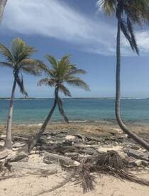 A serene beach scene featuring palm trees and clear turquoise waters, perfect for a relaxing getaway or island exploration.