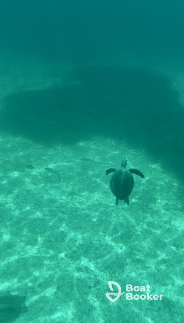 A serene underwater scene featuring a turtle swimming gracefully over a sandy ocean floor, showcasing the beauty of marine wildlife.