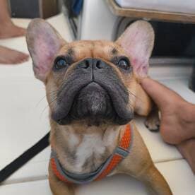A close-up of a French Bulldog relaxing on a boat, showcasing the joy of bringing pets on water adventures.