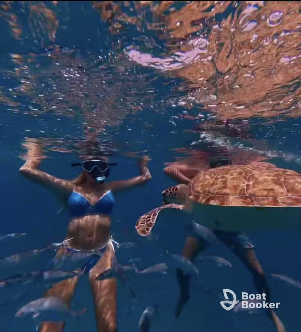 Snorkelers interact with a sea turtle while surrounded by fish in crystal-clear waters — a memorable wildlife experience in the ocean.