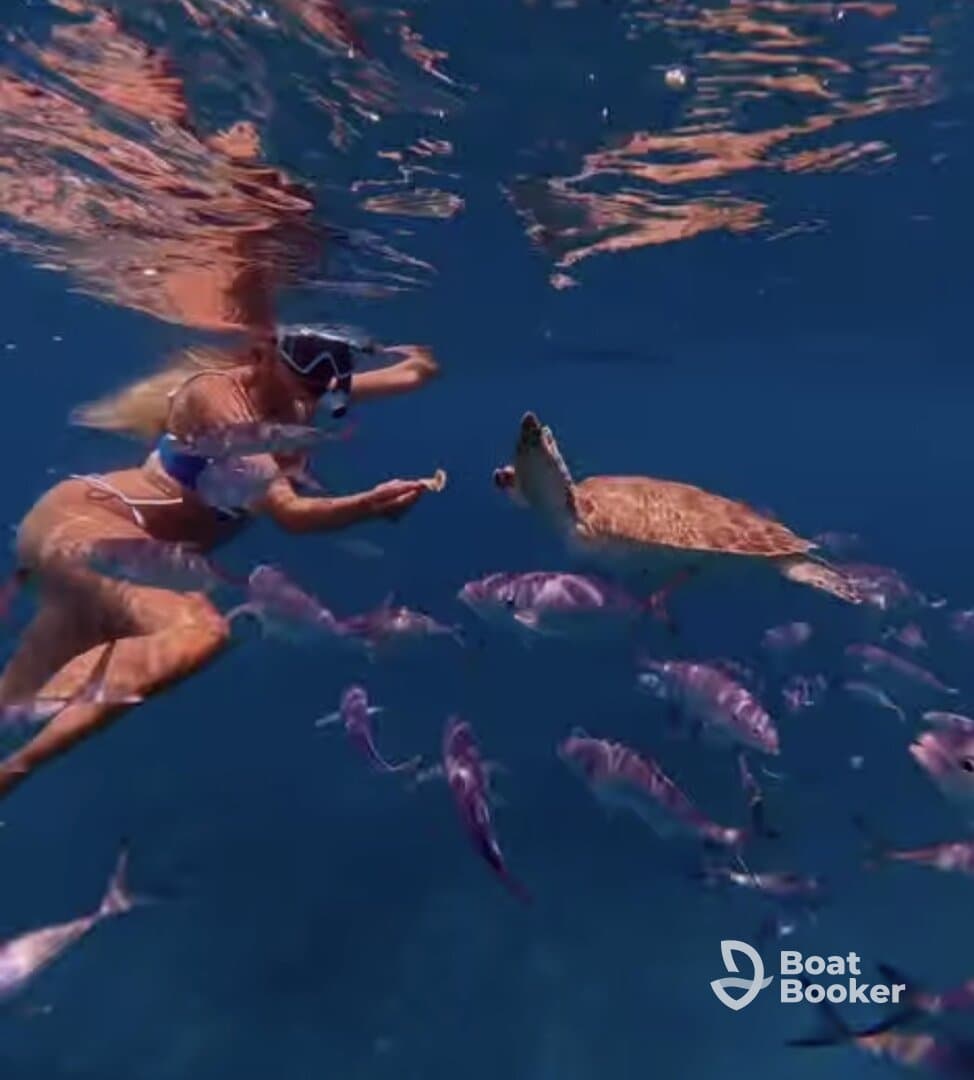 A snorkeler interacts with a sea turtle while surrounded by colorful fish in crystal-clear waters — a captivating wildlife encounter perfect for ocean lovers.