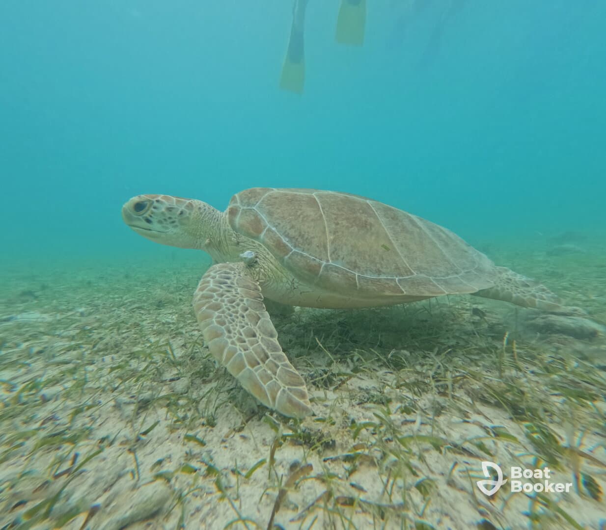 A close-up view of a sea turtle gracefully swimming through the clear waters, showcasing the beauty of marine wildlife in its natural habitat.
