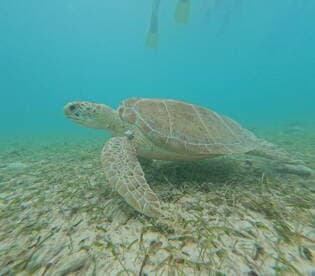 A close-up view of a sea turtle gracefully swimming through the clear waters, showcasing the beauty of marine wildlife in its natural habitat.
