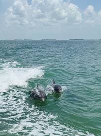 Two dolphins swim playfully through the clear waters, showcasing the beauty of marine wildlife in their natural habitat.