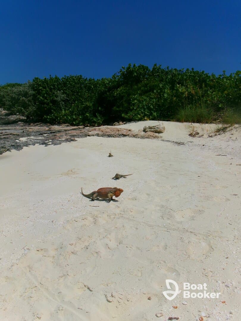 A vibrant scene featuring iguanas on a sandy beach, showcasing the unique wildlife of tropical destinations.