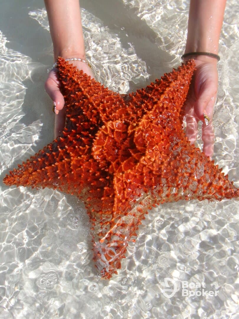 A vibrant orange starfish is held in shallow water, showcasing the beauty of marine life and human interaction with nature.