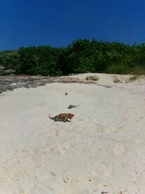 A vibrant scene featuring iguanas on a sandy beach, showcasing the unique wildlife of tropical destinations.