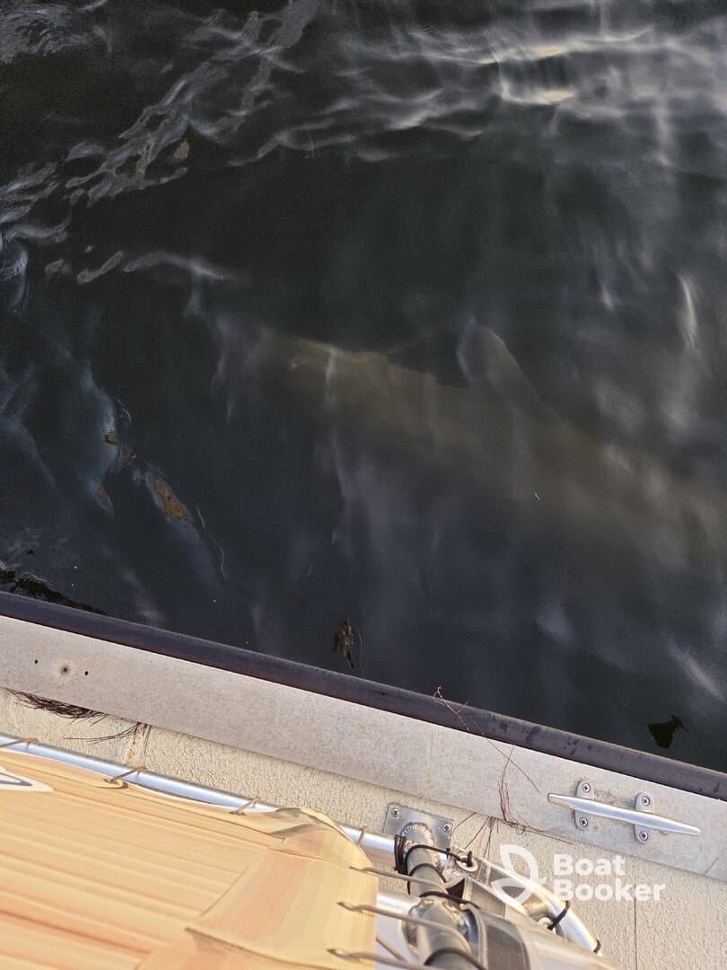 A glimpse of a dolphin swimming beneath the surface, showcasing the beauty of marine wildlife in its natural habitat.